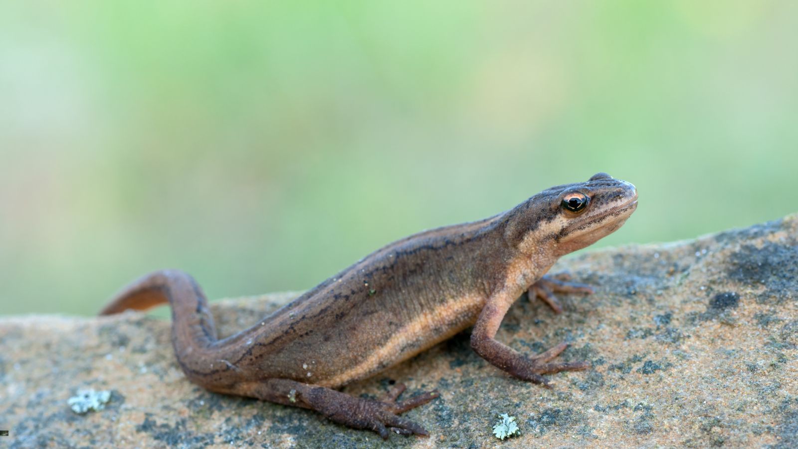 Wildlife update – grounds maintenance Image